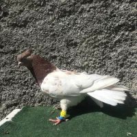 کبوتر ماده کله سرخ به شرط تخم کله ای