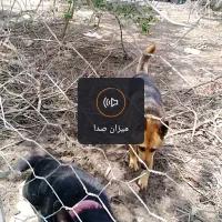 واگذاری سگ رایگان