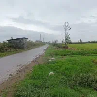 یک-هکتار-شالیزار-با-سند-تک-برگ-بر-جاده-اصلی