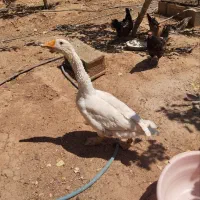 قوغاز