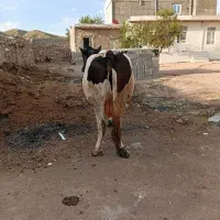 گاو|حیوانات مزرعه|کندوان, |دیوار