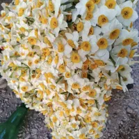 پیاز گل نرگس