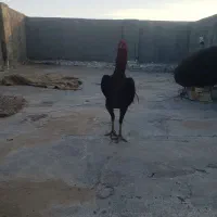 خروس