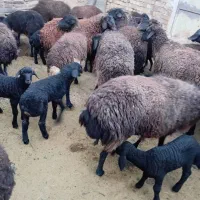 میش