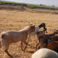 نربز|حیوانات مزرعه|بروجرد, |دیوار