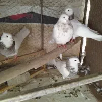 کبوتر