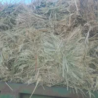 ۱۵۰بسته علف پرس خشک وتازه