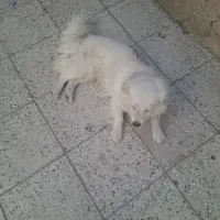 سگ پاکوتاه