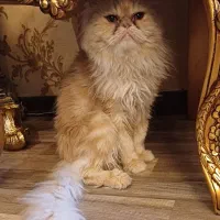 گربه پرشین طلایی