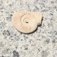 فسیل