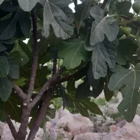 باغچه-باغشهری-پیربنو