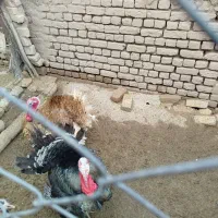 بوقلمون نر عالی
