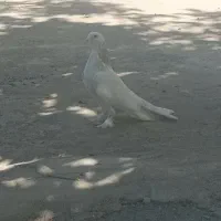 کبوتر