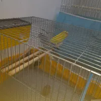 یک جفت مرغ عشق