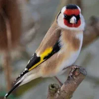 سهره آلرام فنچ گلدین قناری