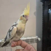 جوجه عروس هلندی
