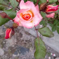 اجاره-اپارتمان