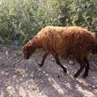 یک گوسفند افشاری قصر