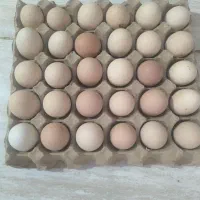 تخممرغ محلی