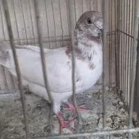 کفتر مفلق نر