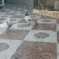 سینه ای و طوقی کرمانشاهی و سبز سوسنی