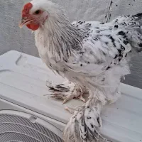 خروس
