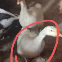 یک‌‌‌‌عددقوغاز‌‌ماده