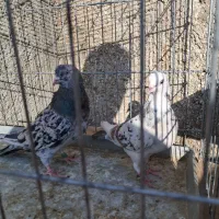 کفتر گرفتنی 8طبقه