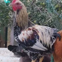 خروس جوان