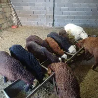 ۱۱ راس بره ریز پای پروار