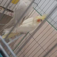 عروس هلندی