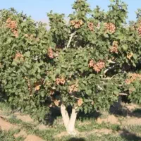 جذب کارگر برای برداشت پسته