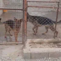 سگ ژرمن شولاین