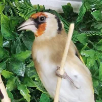 سهره چونه سفید نر