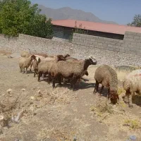 میش|حیوانات مزرعه|خرم‌آباد, |دیوار