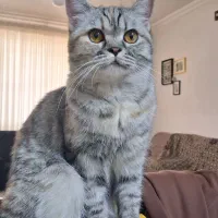 واگذاری گربه میکس