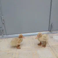 جوجه اردک