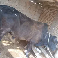 گوساله