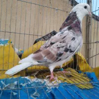 کبوتر هما سرور