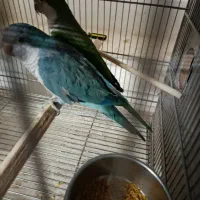 یک جفت راهب جوان نرماده نر آبی وکاده سبز