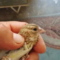 جوجه سهره قناری