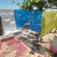 کبوتر شهری بهبهونی پلاکی