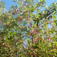 اجاره باغ آلبالو حوالی توده زن توافقی