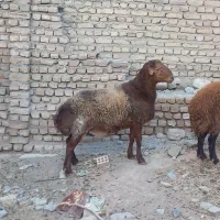 بره نر چاق