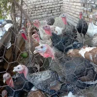 یک عدد بوقلمون نر و یک عدد بوقلمون ماده