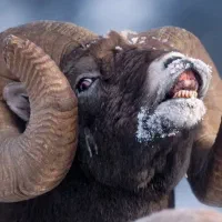 درود بره بومی(نر) با قصاب رایگان