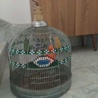 پرنده‌ریزه‌خون