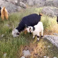 گوسفند