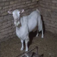 چپیش سانا کل