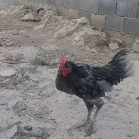 مرغ و خروس آیسبار فرانسوی